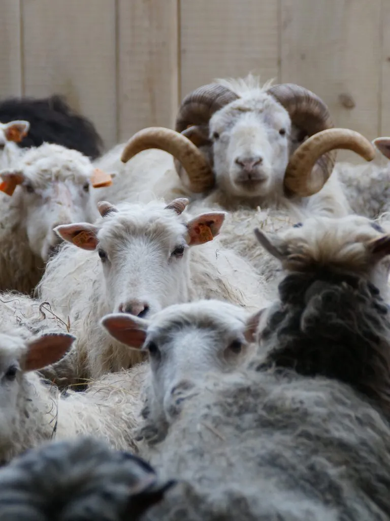 Owce rasy skudde w gospodarstwie Ciche Wody